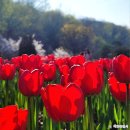 자연생태공원 수목원 야외2 | 부천자연생태공원 튤립축제 후기 : 엄마와 함께한 무릉도원수목원 데이트