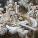 중추양계장 이미지