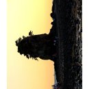 꽃지노을 이미지