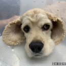 돌봄동물메디컬클리닉 이미지