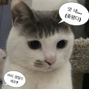 고양이 미용실 네이버블로그