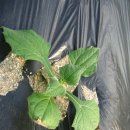 둥이네 농장 이미지