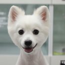 타잔동물병원 네이버블로그