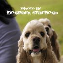 스타독스 이미지