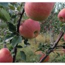 복주농장 이미지