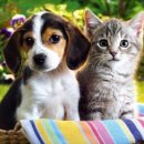 강아지와고양이 이미지