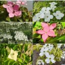 단풍농장 이미지