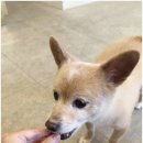 선사애견 이미지