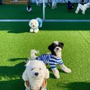 펫라운지 애견유치원 애견호텔 애견미용 이미지