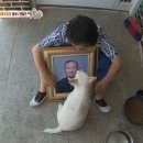 강아지오요요 이미지