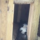 개팔자상팔자 이미지