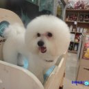 달링동물병원 이미지