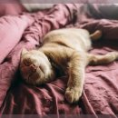 잠실베스트동물메디컬센터 이미지