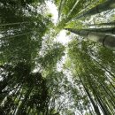 대숲속으로 이미지