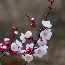 닭방 Daum카페