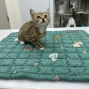 봉오대로556번길 이미지