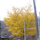 월내초등학교 Daum카페