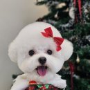 포댕포댕 네이버블로그
