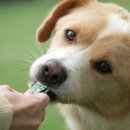 대길농장 이미지