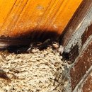 제비네 농장2 이미지