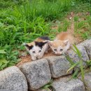 야곱축사 이미지