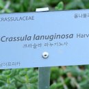 라노기