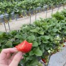 장원영농장 이미지