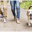 펫퍼스트 24시 강아지분양 고양이분양 파주운정점 이미지