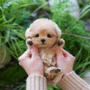 미유펫 강아지고양이 구미점 이미지