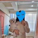 희비꽃비사진관 | 꽃비사진관 수원광교점 촬영후기 반려견 스냅 강아지 증멍사진 가족사진