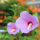 상월초등학교 이미지