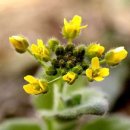 하얀민들레 이미지