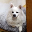 맘마수제간식 이미지