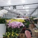 예삐농원 이미지