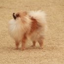 애견운동공원 이미지