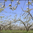 배꽃농장 이미지