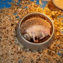 주문진희망농장 | 강릉 당일치기 갈만한곳 정동심곡바다부채길 쌍둥이동물농장 최대게