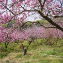 복사꽃공원 이미지