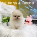 나라애견본점 이미지