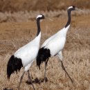 두루미202 이미지