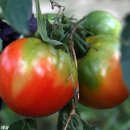 솔밭농원 이미지