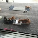 백암동물병원 이미지