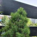 온더그로우
