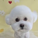 몽몽바블펫# 네이버블로그