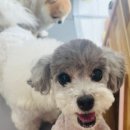 콩몽이네 이미지