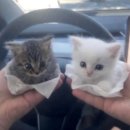 미라클다인 | 나는 너의 다정함을 배우고 싶어