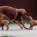 OPTIMAL NATURE 이미지