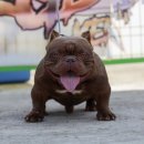 KGB KENNEL 이미지