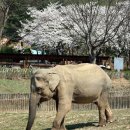 서울대공원 국내 최고령 코끼리 사쿠라 사망 이미지