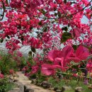 똘내미집 이미지